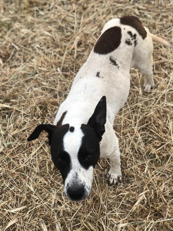 Alice - Un anno (nata indicativamente il 29 Febbraio 2024) - Simil Amstaff/Pointer - Taglia: Media - Carattere: molto affettuosa, buona, giocherellona Foto 3